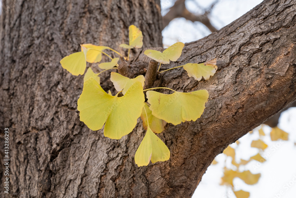 Feuille de ginkgo biloba