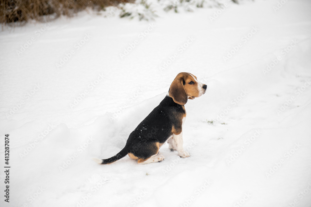 Młody beagle siedzący na śniegu - obrazy, fototapety, plakaty 