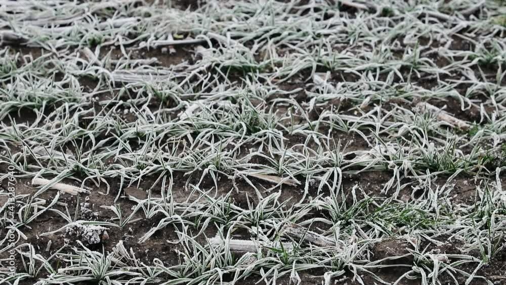 Frost on wheat seedlings. Grass covered with white frost. Frozen grass on the field at cold winter morning. Ice crystal on a meadow Frost on wheat seedlings. Grass covered with white frost. Frozen grass on the field at cold winter morning. Ice crystal on a meadow