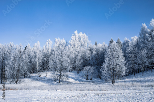 Winter Christmas idyllic landscape. White trees in the forest covered with snow, drifts and snowfall against the blue sky on a sunny day in nature outdoors, blue tones © Sergei Malkov