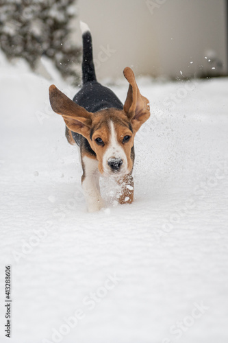 szczęśliwy szczeniak beagle podczas zabawy na śniegu