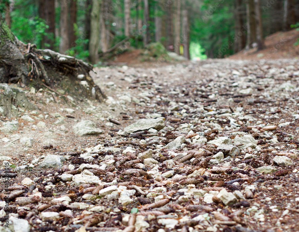 Steiniger Waldweg Steiniger Waldweg