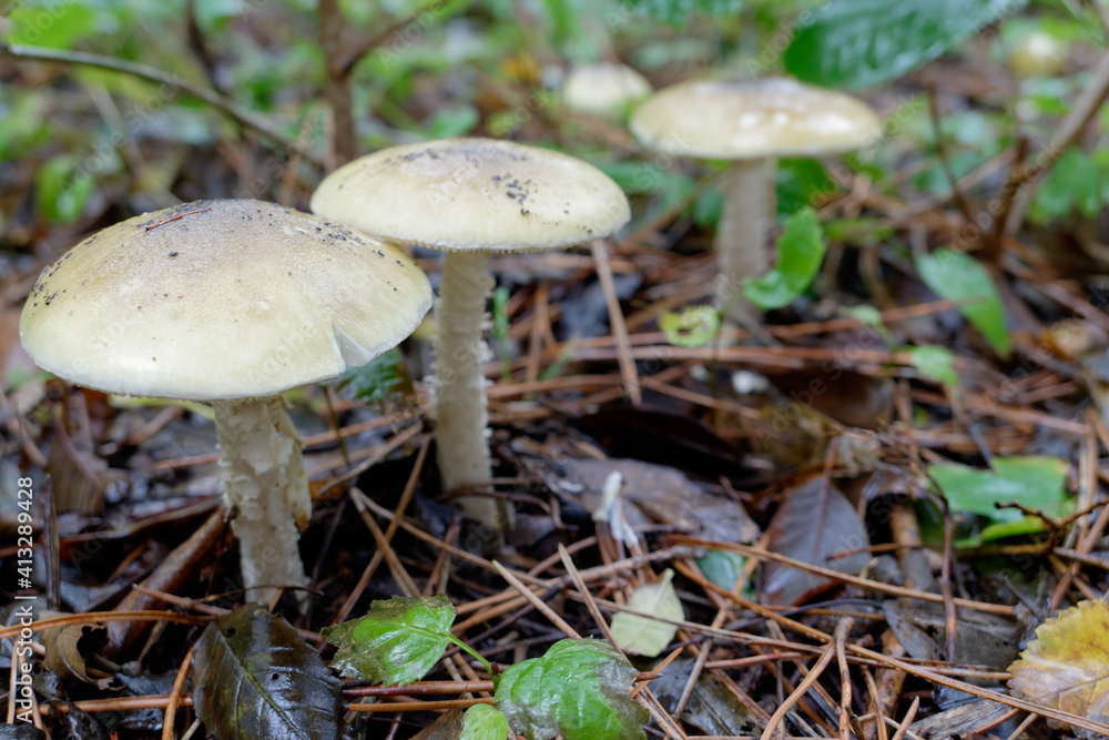 Champignons dans un sous-bois
