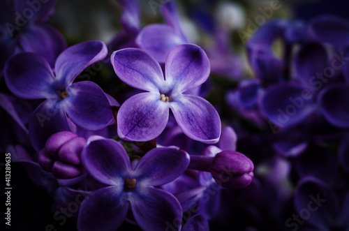 Beautiful purple lilac flowers. Macro photo of lilac spring flowers. © Hanna Aibetova