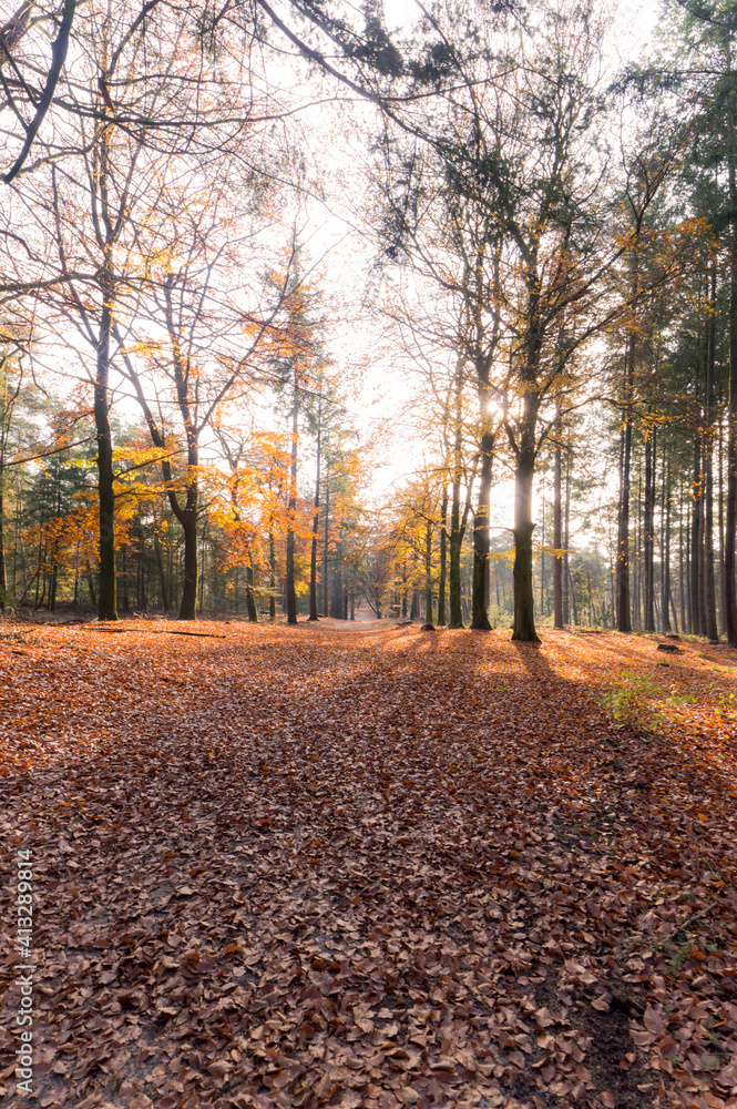 Autumn landscape of a forest in Overijssel, The Netherlands Autumn landscape of a forest in Overijssel, The Netherlands
