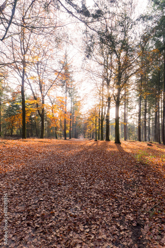 Autumn landscape of a forest in Overijssel  The Netherlands