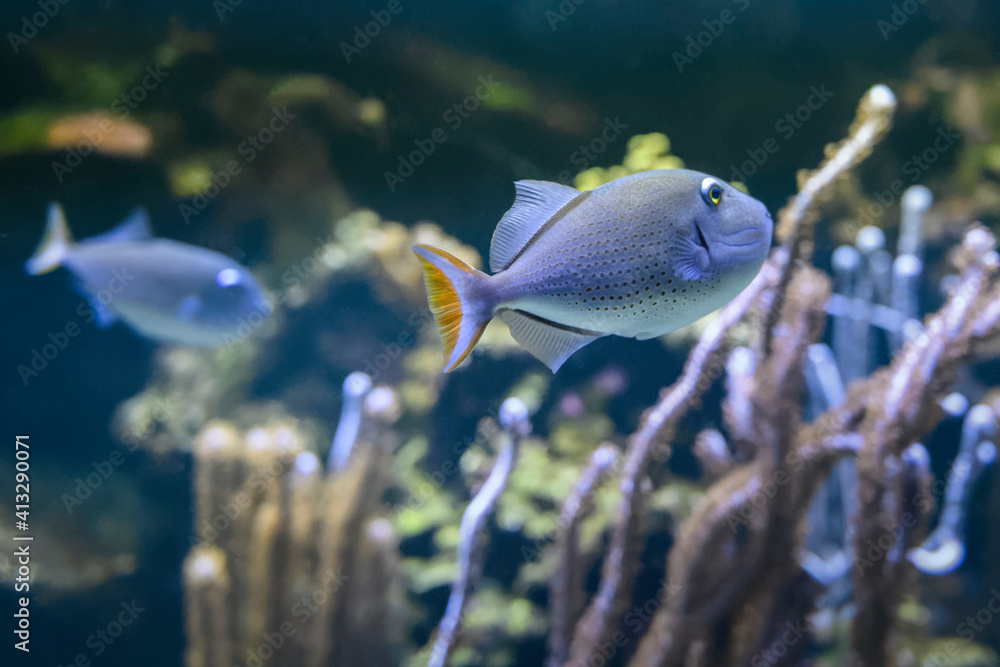 Poisson tropical