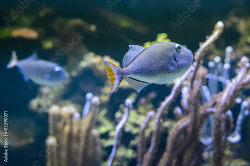 Obraz na płótnie Poisson tropical w salonie