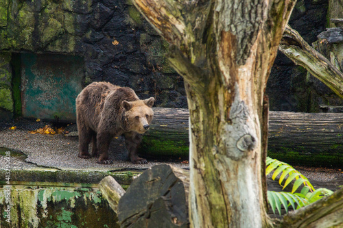 Canvas-taulu Bear in a Zoo park