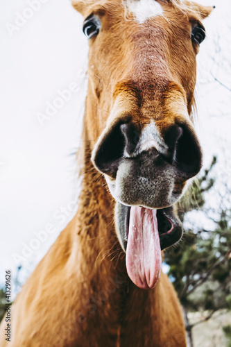 Portrait rapproché d'un cheval brun avec une tête drôle © PicsArt