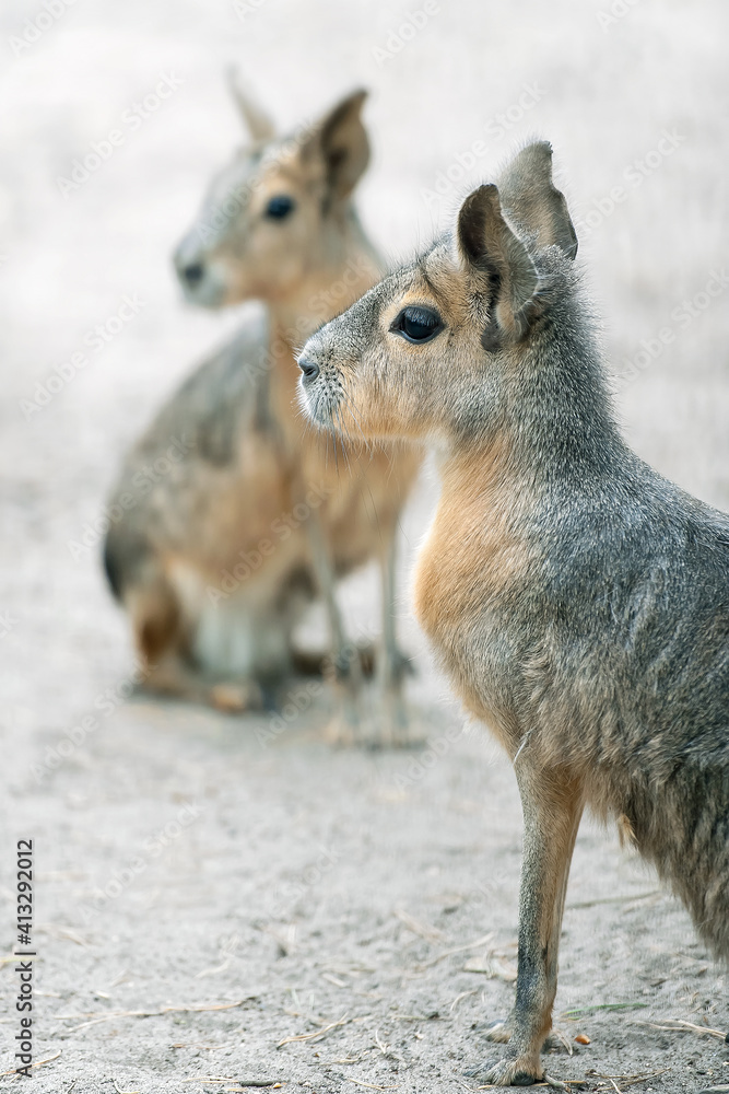 Patagonian mara (Dolichotis patagonum) is a relatively large rodent in the mara genus (Dolichotis). It is also known as the Patagonian cavy