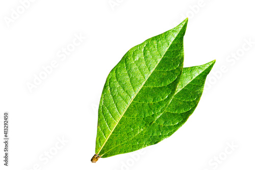 Petrea volubilis, Green leaves tropical rainforest foliage plant isolated on white background, clipping path included.
