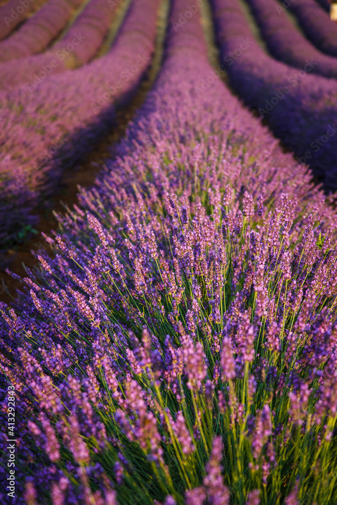 Fototapeta premium looking lavander in Valesole at sunset