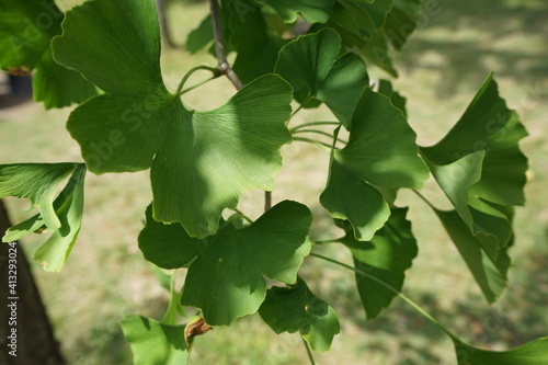Green Gingko tree during summer, leaf peeping. Summer in Shiga prefecture, Japan - 夏 銀杏 緑の葉