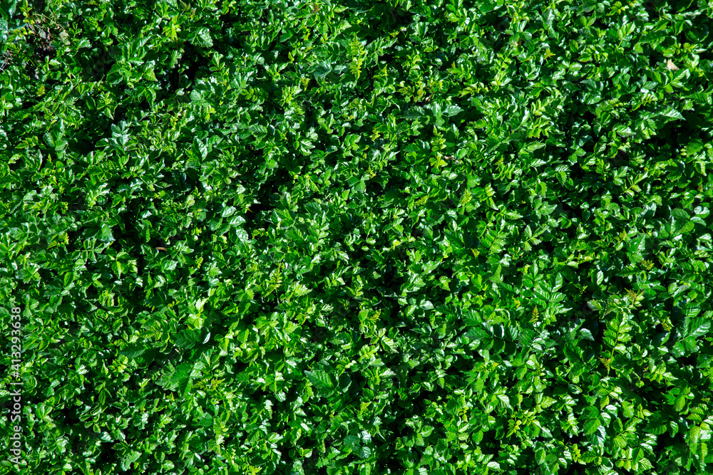 background of green leaves on a clear day, View from above background of green leaves on a clear day, View from above