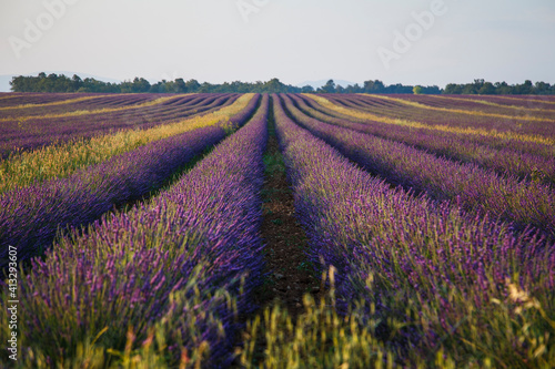 the wonderful lavender in valesole in provence