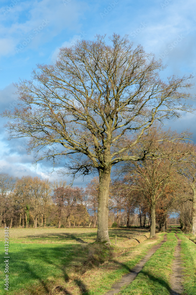 Road with trees through the fields near Loenen at boundary between Veluwe and IJsselvallei (IJssel valley) in The Netherlands. Road with trees through the fields near Loenen at boundary between Veluwe and IJsselvallei (IJssel valley) in The Netherlands.
