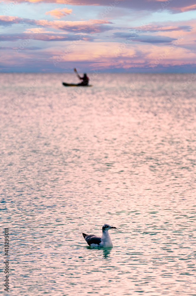 Seagull sitting in the Ocean while to men kayak in the background