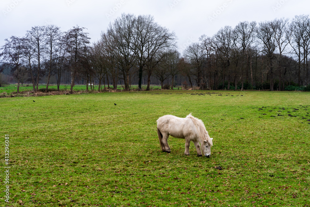 Horse in field near Loenen (The Netherlands). Horse in field near Loenen (The Netherlands).