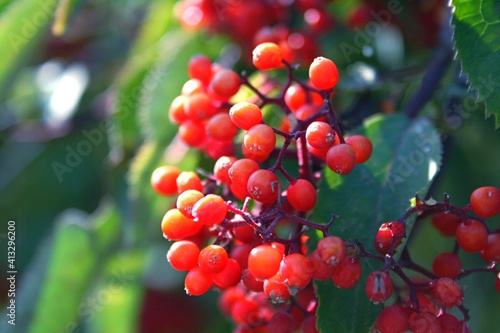 red berries on a tree