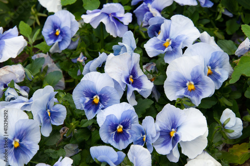 Viola tricolor pansies, flower bed. Violets are blue in urban landscaping and landscape design photo