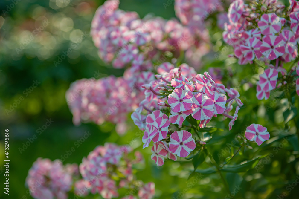 inflorescence flowers pink Phlox close-up in the garden. Bushes of beautiful small fragrant pink flowers in the garden inflorescence flowers pink Phlox close-up in the garden. Bushes of beautiful small fragrant pink flowers in the garden