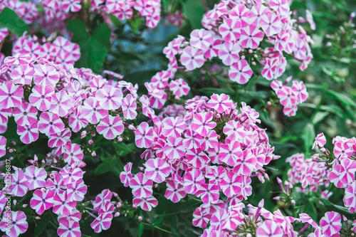 inflorescence flowers pink Phlox close-up in the garden. Bushes of beautiful small fragrant pink flowers in the garden