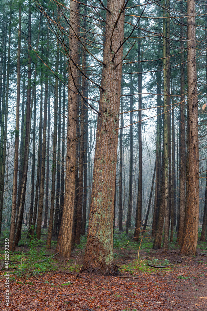 Trees grown for lumber in Loenen on the Veluwe in The Netherlands
