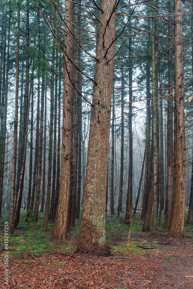 Trees grown for lumber in Loenen on the Veluwe in The Netherlands Trees grown for lumber in Loenen on the Veluwe in The Netherlands