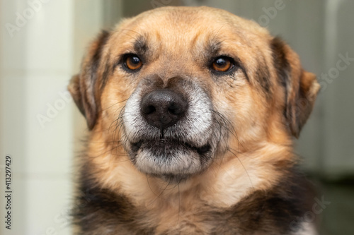 Portrait of a dog close up in the room