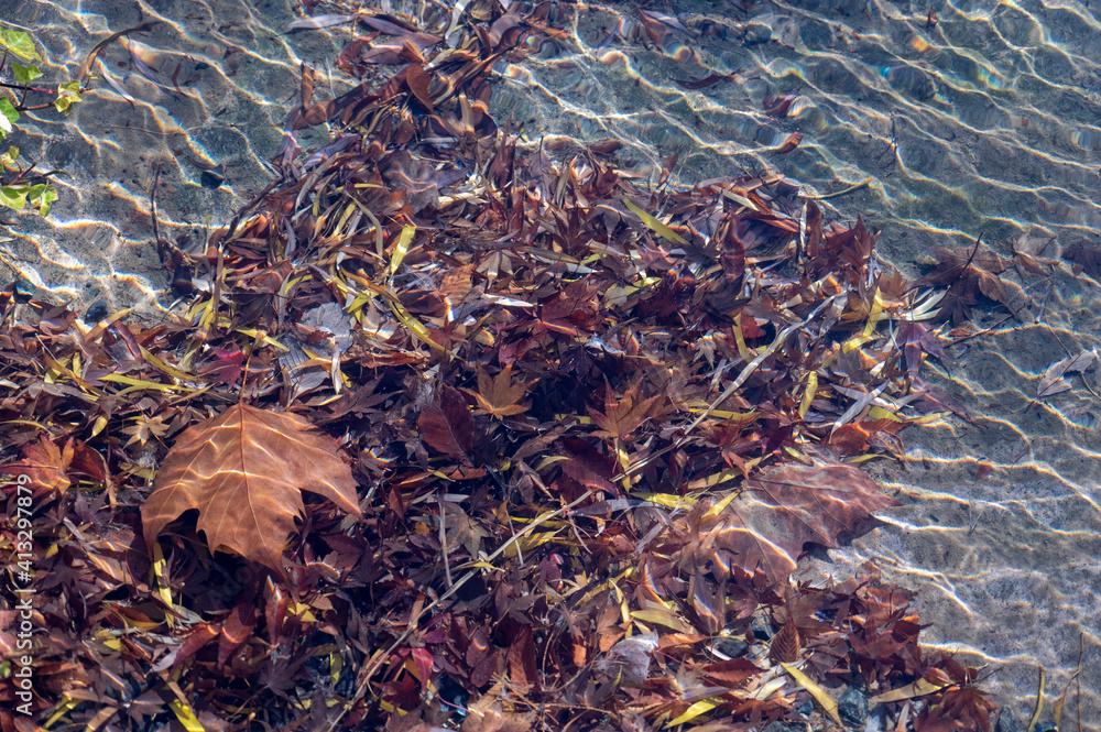 Feuilles d'autonome dans une rivière