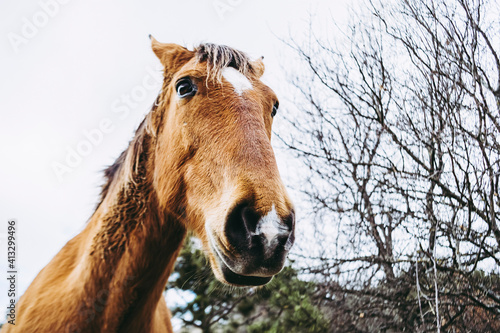 Portrait d'un beau cheval brun dans la nature - Close up sur les naseaux d'un cheval © PicsArt