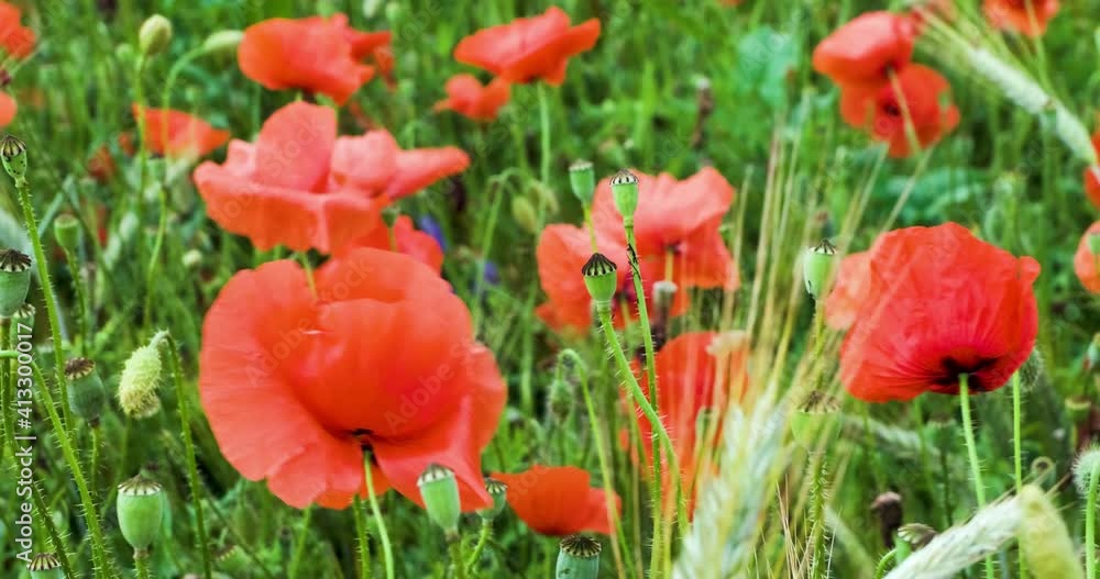 crimson poppy flowers sway in the light breeze crimson poppy flowers sway in the light breeze