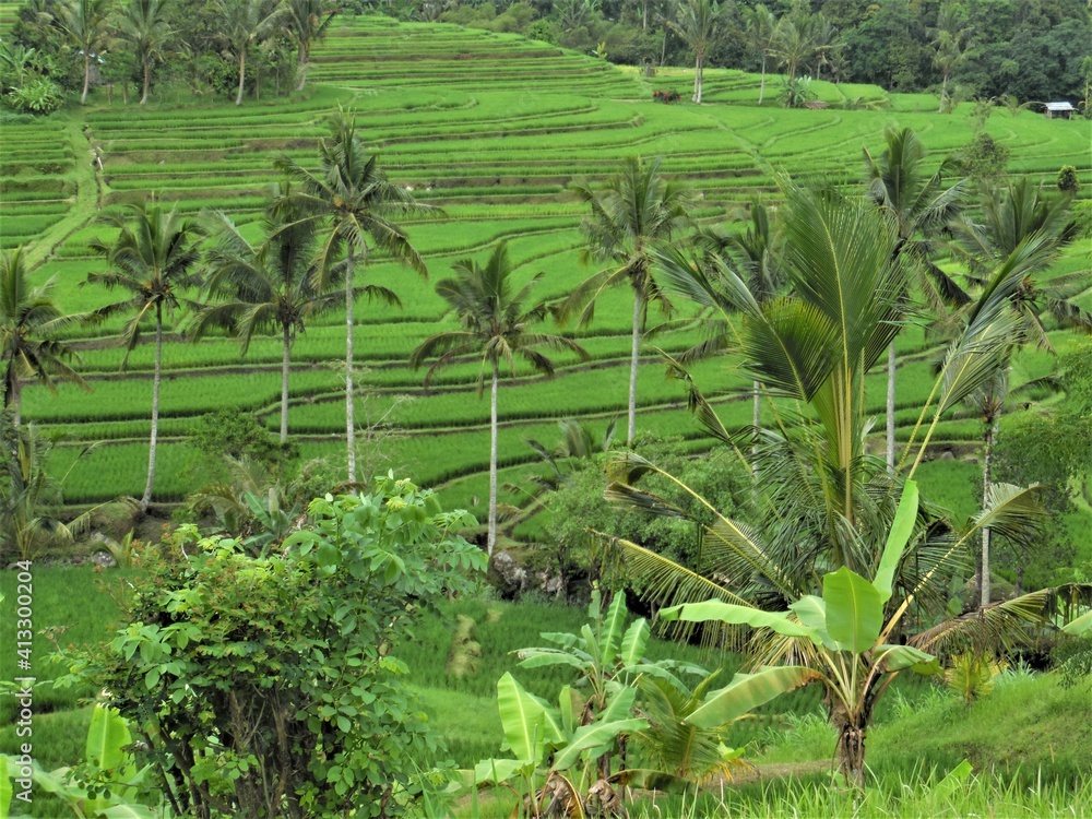 riz Bali