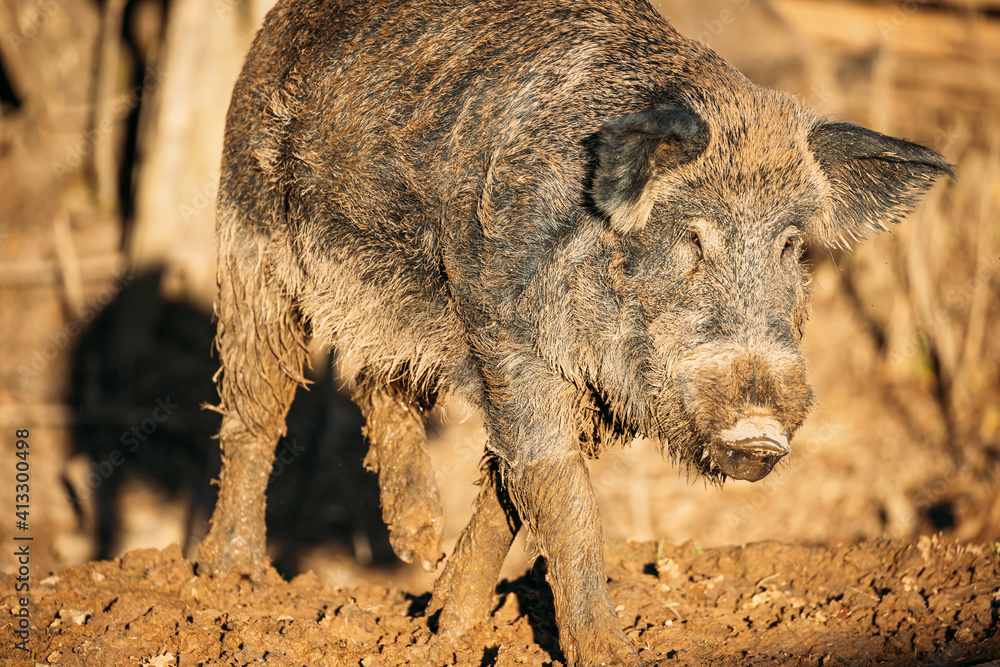 Belarus. Wild Boar Or Sus Scrofa, Also Known As The Wild Swine, Eurasian Wild Pig Walking In Autumn Mood. Wild Boar Belarus. Wild Boar Or Sus Scrofa, Also Known As The Wild Swine, Eurasian Wild Pig Walking In Autumn Mood. Wild Boar