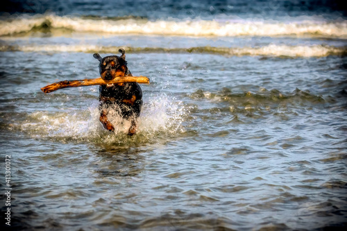 Rottweiler Dog Running in Water with Big Stick