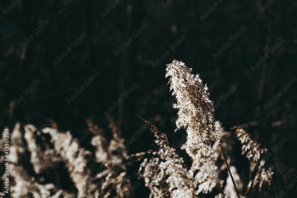Naklejka premium Herbes dorées dans le soleil et le vent au bord d'un lac - Détail paysage de campagne