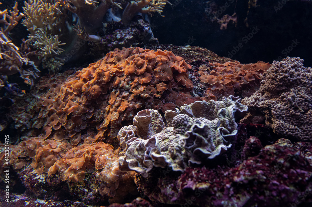 Corail
