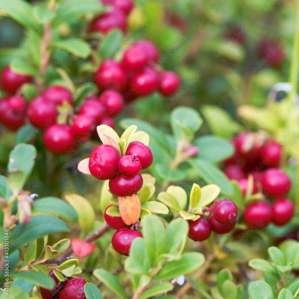 Lingonberries Lingonberries
