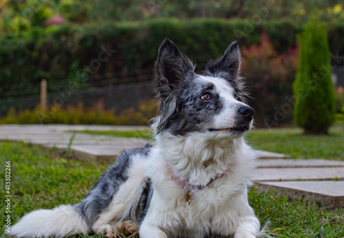 border collie dog