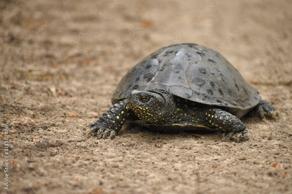 Obraz premium One large marsh turtle on the sand with raindrops on its shell, close-up, in natural summer nature.