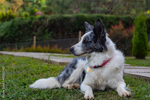 border collie dog