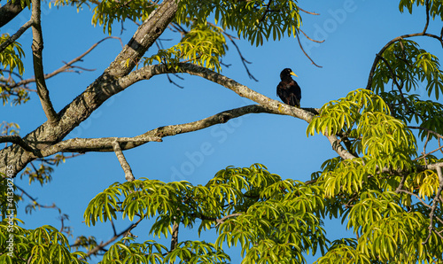 Oropendola or Conoto bird resting on a tree branch photo