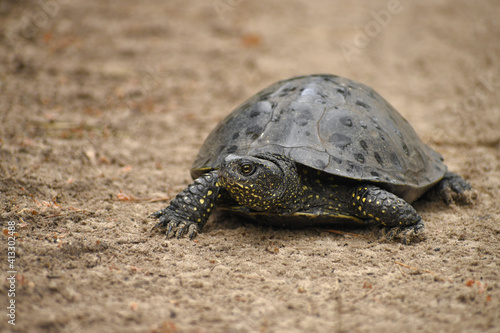One large marsh turtle on the sand with raindrops on its shell, close-up, in natural summer nature.
