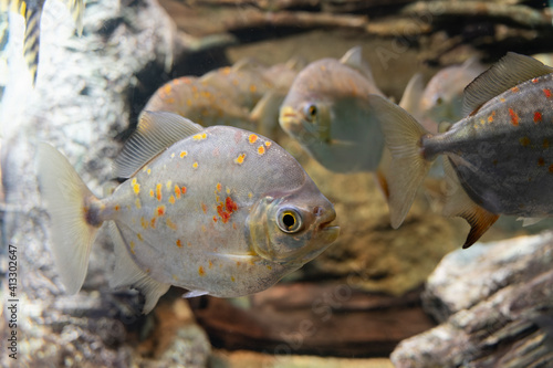 Piranha