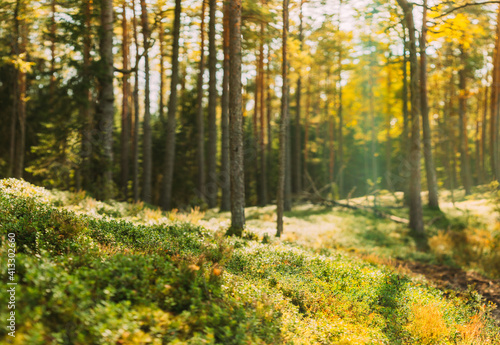 Nature Green Natural Blurred Background Of Out Of Focus Forest. Bokeh, Boke Woods With Sunlight Colors Absract Background. Blur Pine Trees Trunks. Woods In Coniferous Forest. Autumn Pinewood