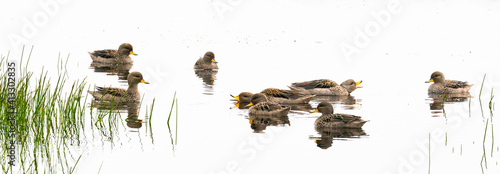 The Yellow-billed Pintail (Anas georgica) photo