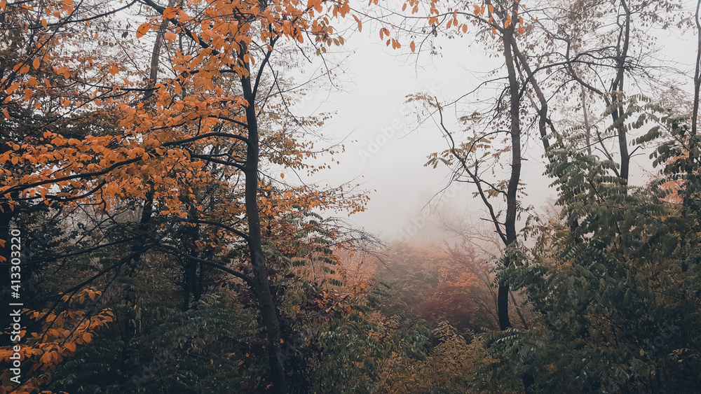 a cloudy day in the magical forest during autumn season with fog and colorful leaves