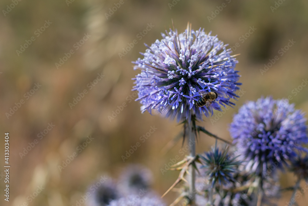 Big yellow and black striped bee is flying around a big bright purple spheric flower also known as Big yellow and black striped bee is flying around a big bright purple spheric flower also known as