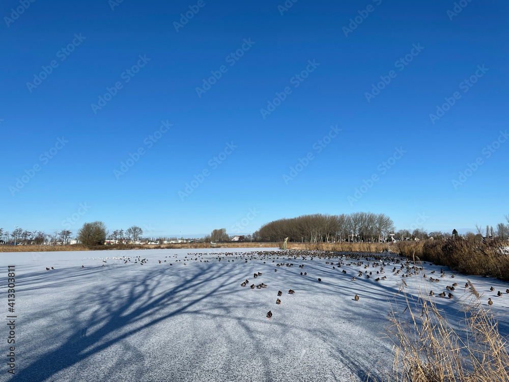 Birds around water in a frozen lake around Sneek Birds around water in a frozen lake around Sneek